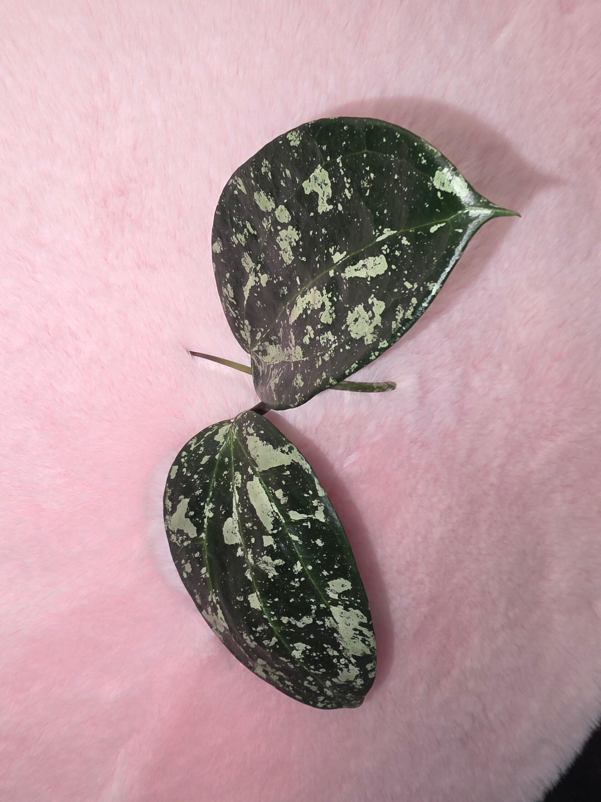 💚 Hoya latifolia MRH Silver Top Cutting 💚