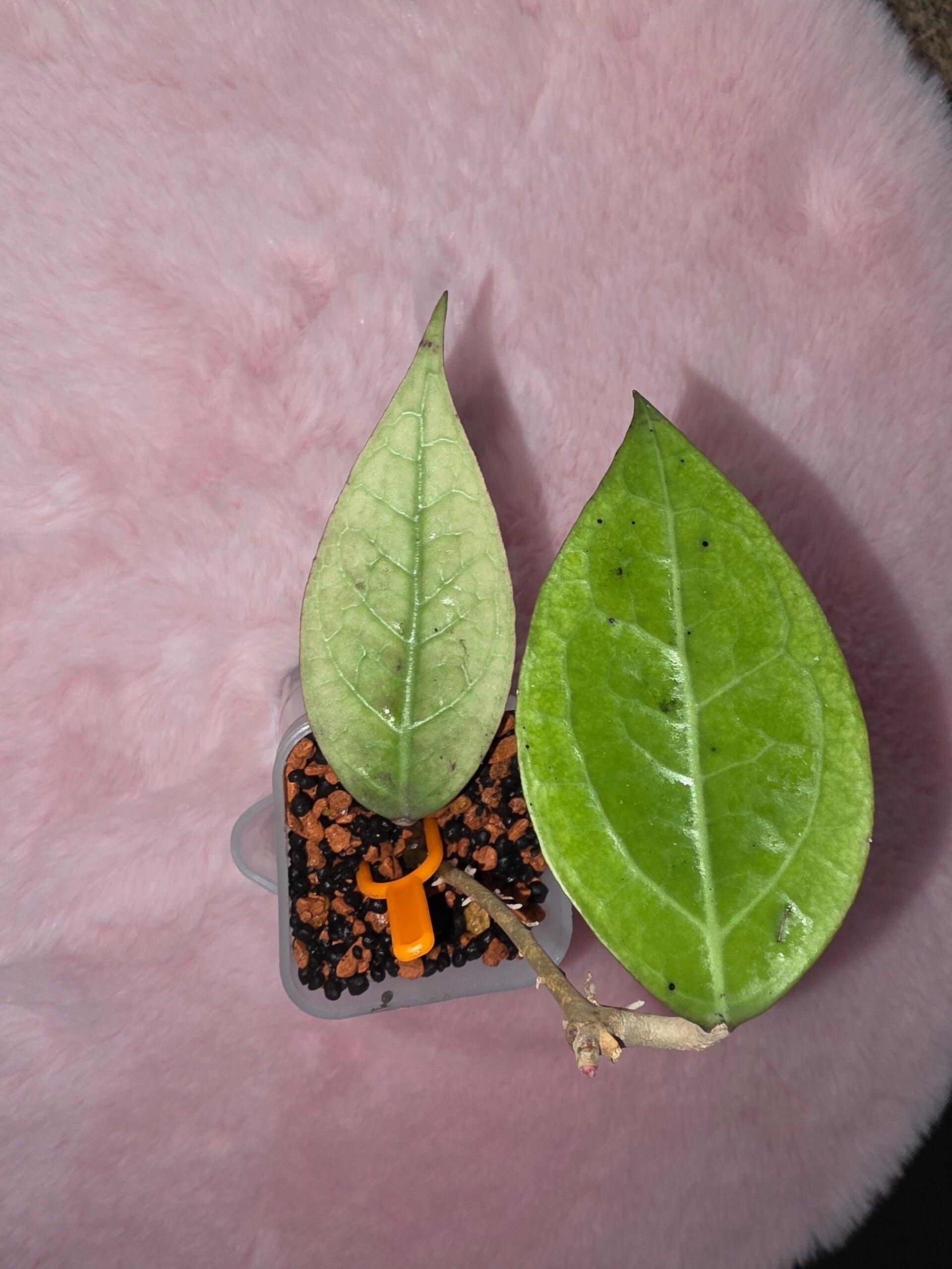 💚 sehr selten Hoya Dragon Sword Mint Variegata top Cutting 💚