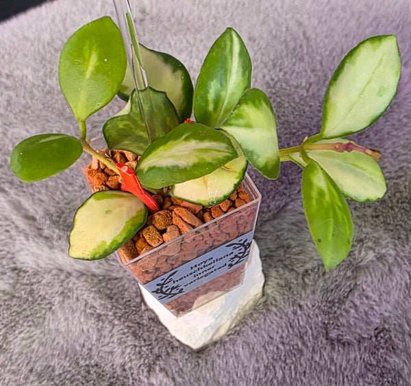 💚 Hoya heuschkeliana inner variegata Cuttings 💚 Wachsblume 💚