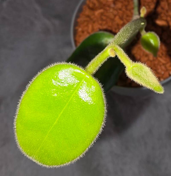 💚 Hoya Wachsblume ciliata Red wunderschöne flauschige Blätter 💚