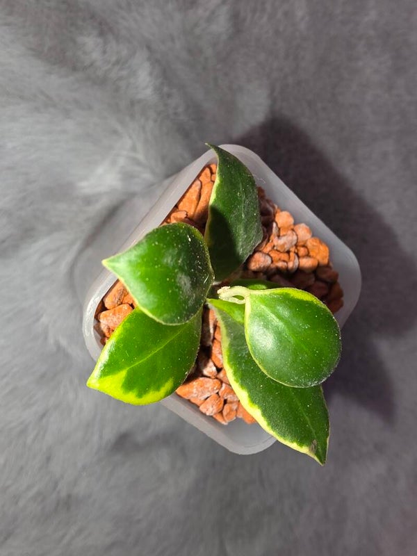 💚 Hoya heuschkeliana outer variegata bewurzelt aktiv wachsend 💚