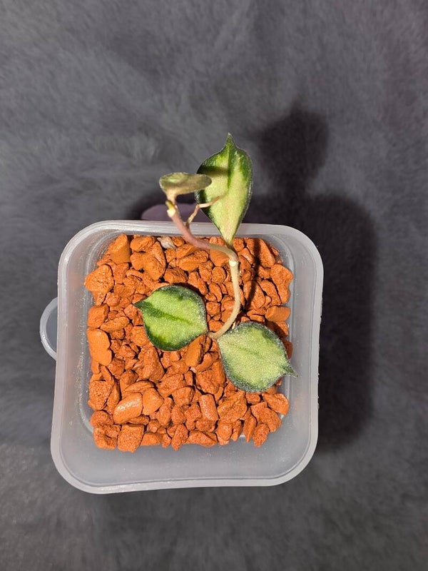 💚 Hoya Wachsblume curtisii inner variegata bewurzelt wächst aktiv 💚