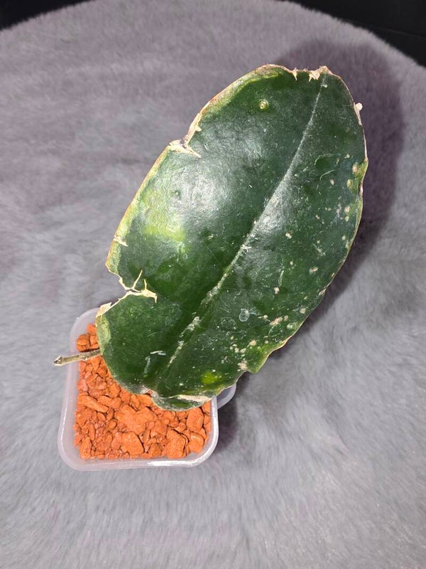 💚 sehr selten Hoya versteegii Sad Plant 🔥reduziert🔥