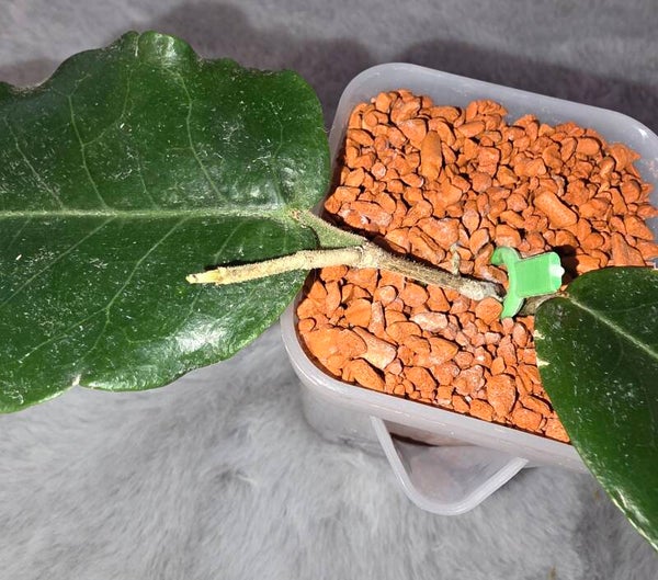 💚 Hoya Wachsblume wunderschöner Ableger versteegii top Cutting 💚