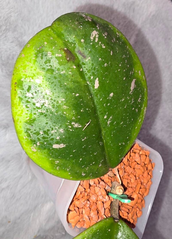 💚 Hoya obovata outer variegata " Amelia " bewurzelt Wachsblume 💚