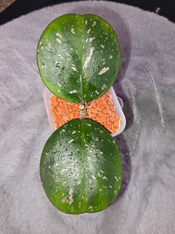 💚 Hoya Wachsblume obovata Silver Splash Top Cutting 💚
