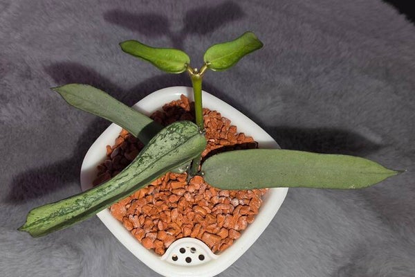 💚 Hoya Wachsblume pandurata Silver Top Cutting Pflanze bewurzelt und aktiv wachsend 💚