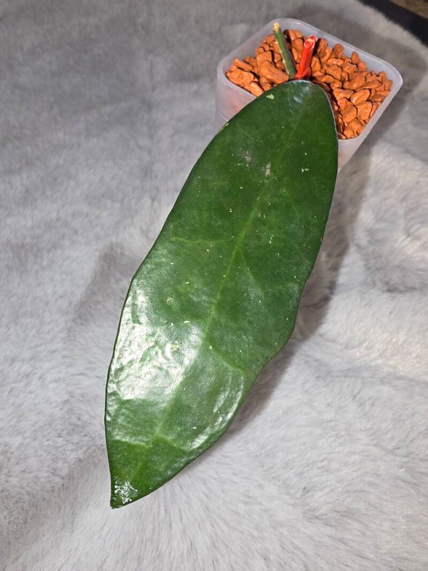 💚 Hoya " Linh " MB 1065 Hybride ( MB001 x davidcummingii )