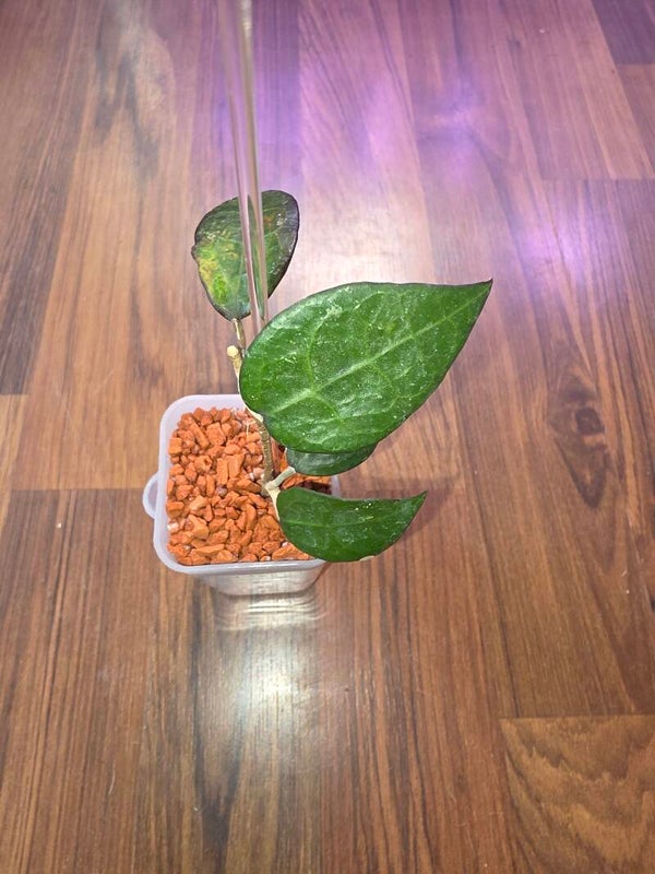 💚 Hoya Wachsblume verticillata ( früher parasicta ) Black Margin bewurzelt 💚