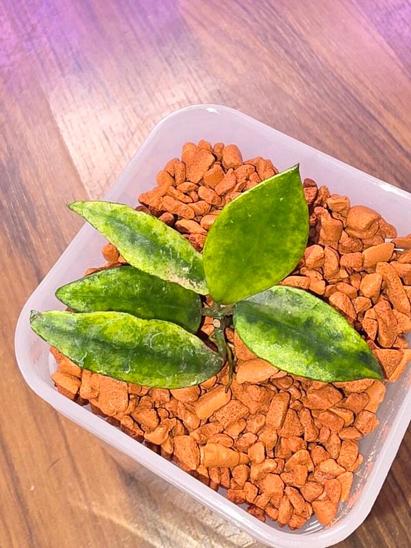 💚 Hoya lacunosa " Gold Lunar " bewurzelt aktiv wachsend 💚