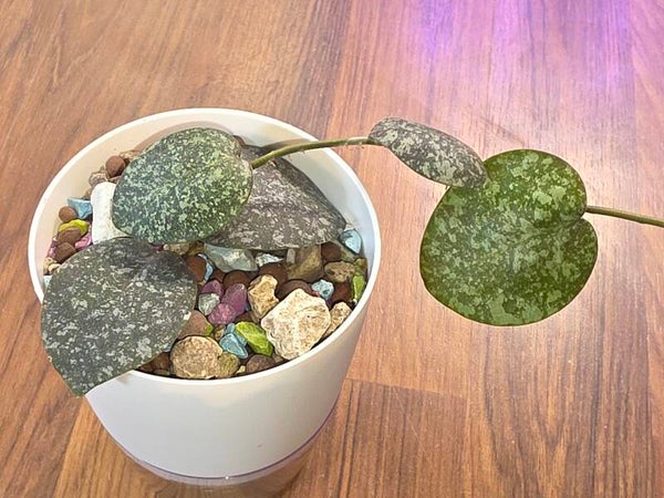 💚 Hoya Wachsblume WRX103-100 Hybride ( WRX46-11 elliptica x imbricata )