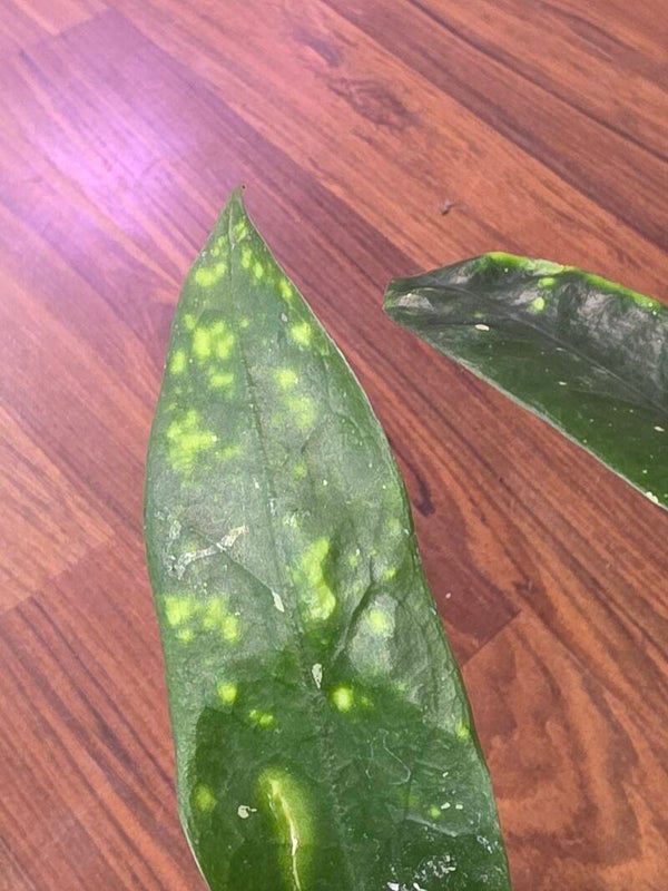 💚 Hoya Wachsblume lobbii Orange Splash bewurzelt 💚