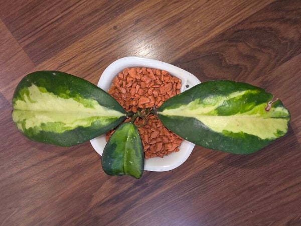 💚 Hoya Wachsblume selten diversifolia " Maharani " inner variegata 💚