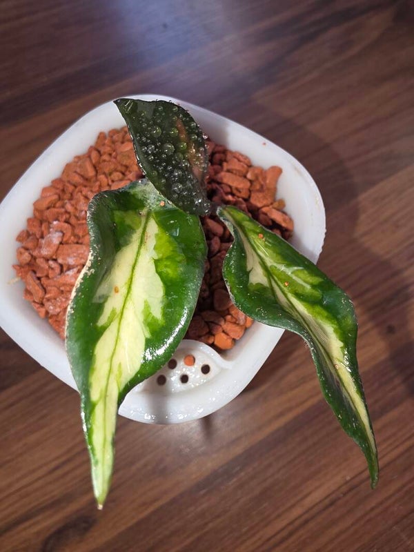 💚 Rarität sehr selten Hoya carnosa " Pyramid" inner variegata 💚