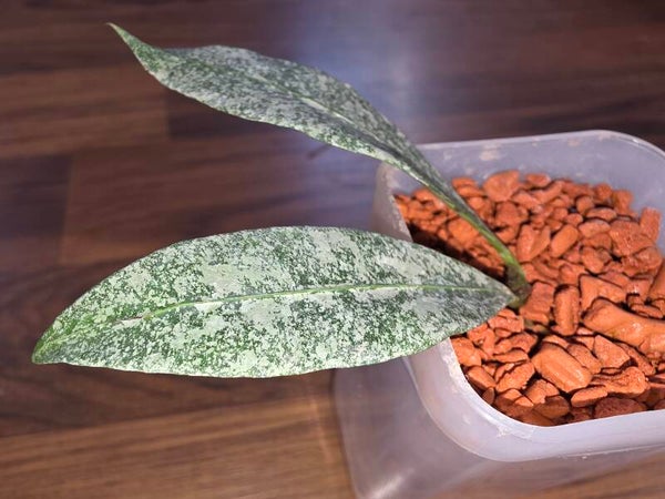 💚 Selten Hoya Wachsblume amicabillis Silver Cutting 💚