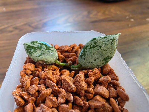 💚 Hoya Wachsblume lacunosa Green Flame Cutting