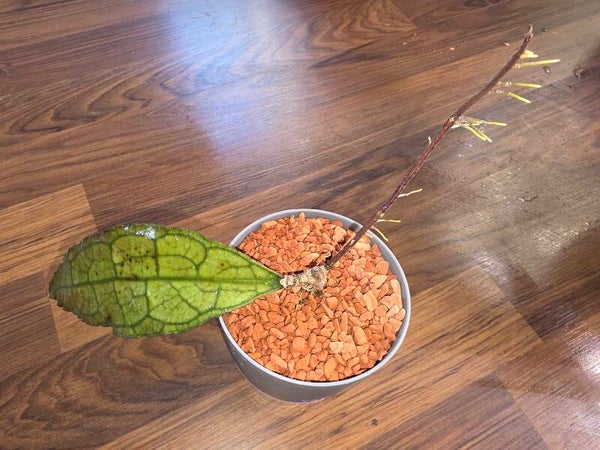 💚 Hoya Wachsblume clemensiorum Aceh Indonesia 💚