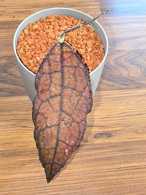 💚 Rarität sehr selten Hoya clemensiorum Aceh Red Black bewurzelt aktiv wachsend 💚