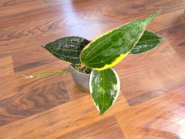 💚 Hoya Wachsblume latifolia outer Variegata bewurzelt aktiv wachsend 💚