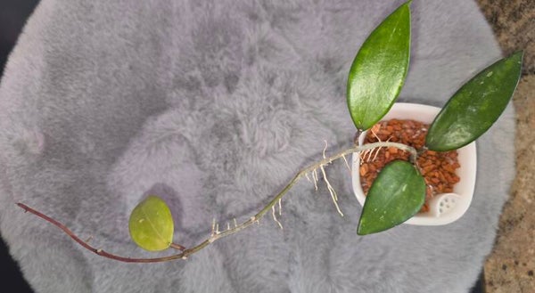 💚 Hoya Snow Cui Silver Wachsblume Pflanze etabliert und voll bewurzelt 💚