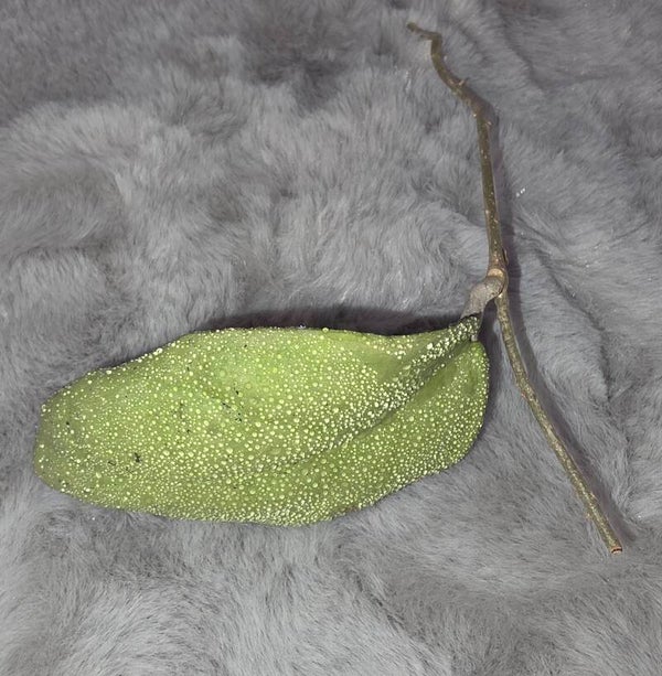 🔥sehr selten🔥 Rarität Hoya Wachsblume Menak Sopal Silver