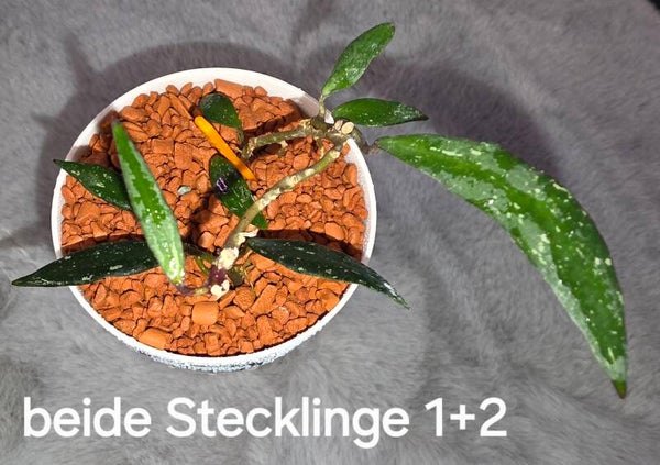 💚Hoya Wachsblume mirabilis Splash bewurzelt und aktiv wachsend 💚