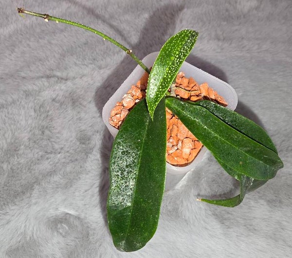 💚 Hoya Wachsblume paradisea IM-04 Top Cutting 💚