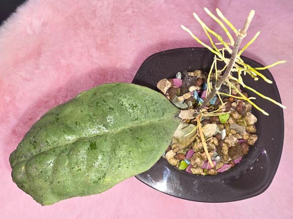 💚 Hoya Wachsblume sehr selten forbesii Silver Kopfsteckling 💚