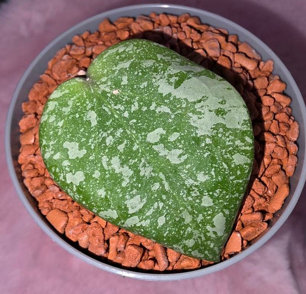 💚 Hoya Wachsblume Hybrid cinnamofolia x imbricata bewurzelt 💚