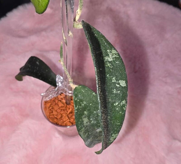 💚 Hoya Wachsblume phuwanensis splash bewurzelt 💚