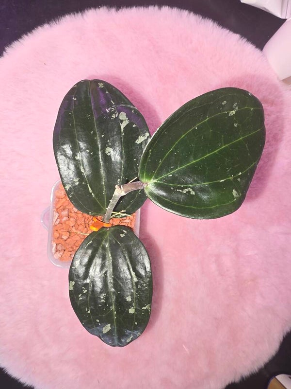 💚 Hoya Wachsblume latifolia splash Top Cutting💚