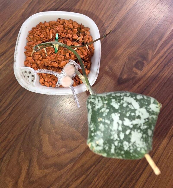 💚 Hoya imbricata Silver Splash große Top Cuttings 💚