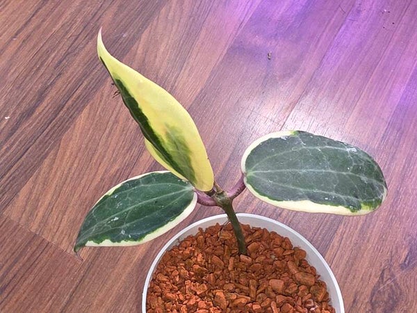 💚 sehr Selten  Hoya Wachsblume FN - 015 latifolia outer variegated round Leaf 💚