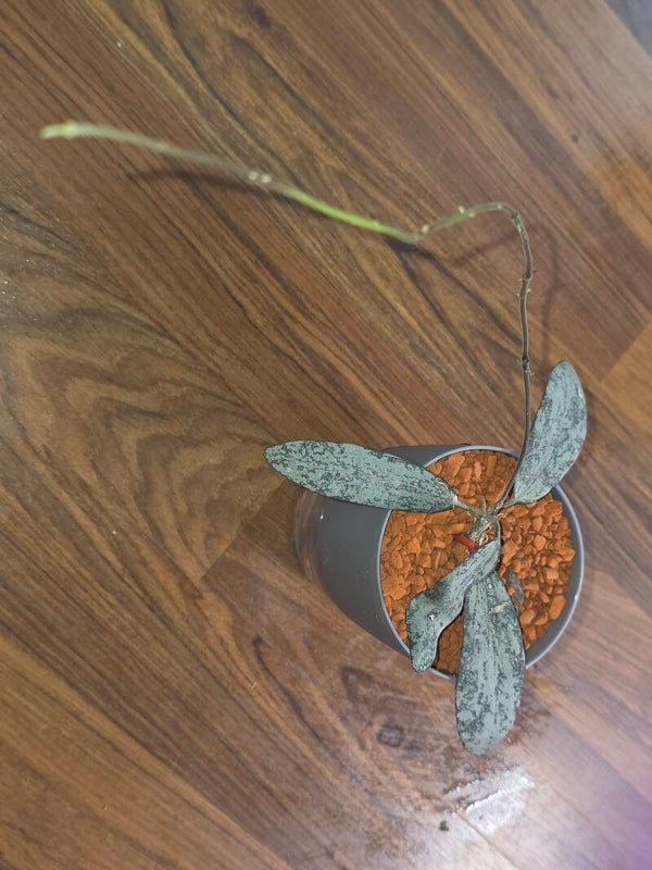 💚 Hoya sigillatis Silver Leaf AH-001 bewurzelt 💚