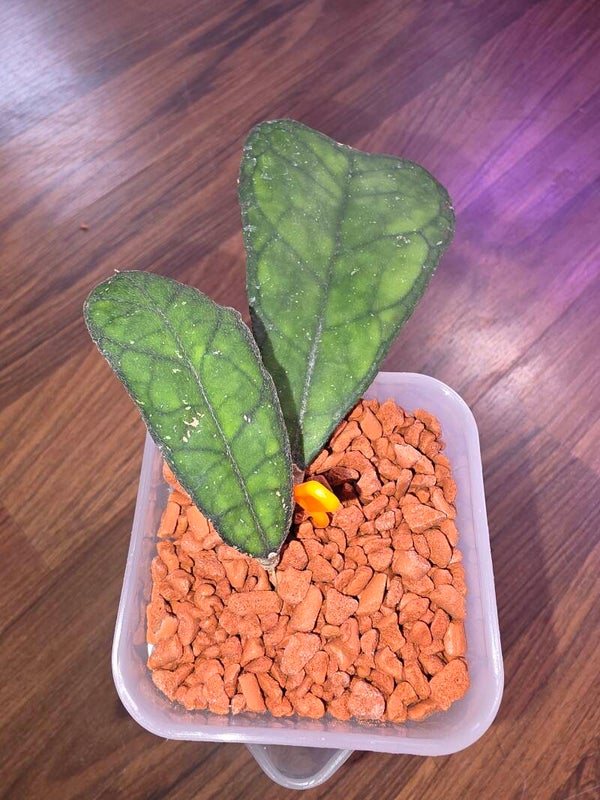 💚 SELTEN Hoya deykei deykeae Aceh bewurzelt aktiv wachsend 💚