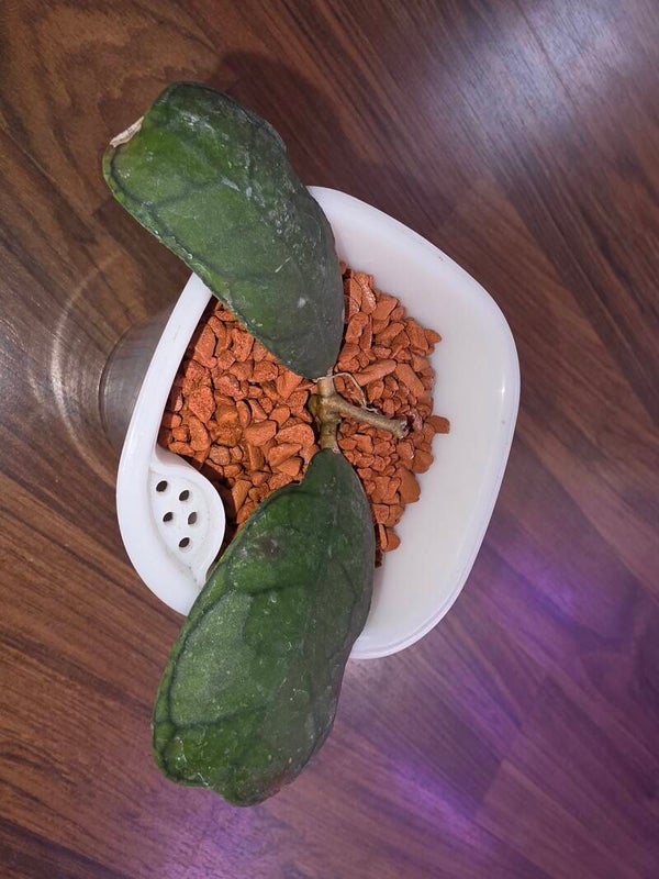 💚 Sehr Selten Hoya mutia Aceh bewurzelt 💚