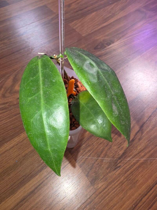 💚 Hoya Wachsblume piestolepsis bewurzelt NS11-092 💚