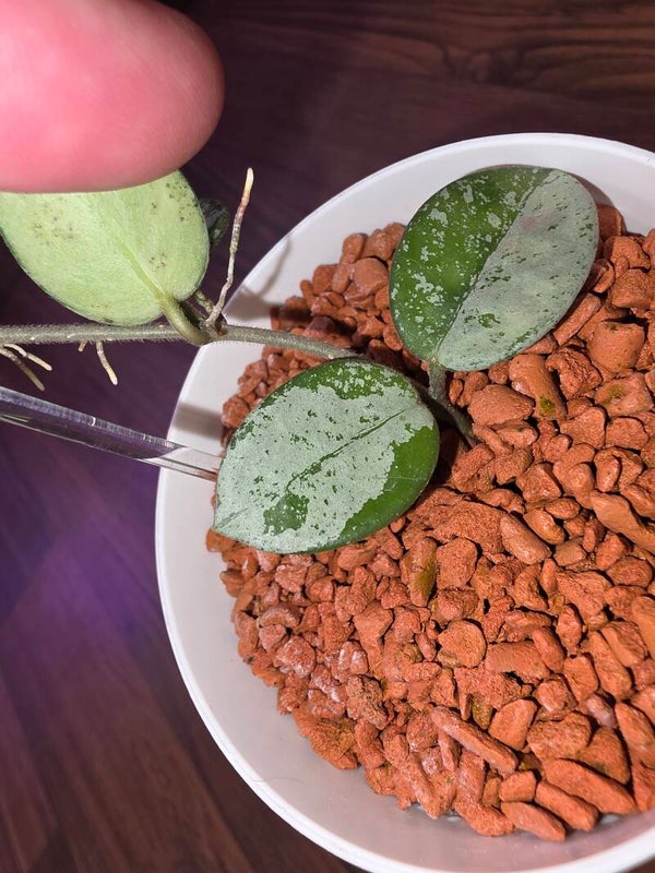 💚 Hoya Wachsblume mathilde Silver Clone Halfmoon Panaschierung 💚 🦄(like Grey Fairy)🦄