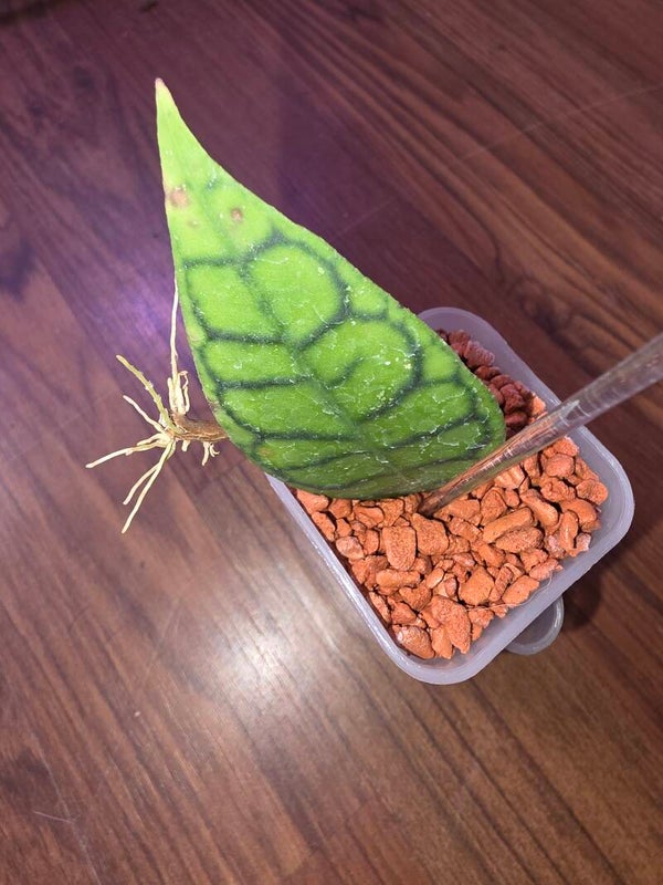 💚 Hoya callistophylla short Leaf Narrow Leaf schmale spitze kleine Blätter 🔥Rarität🔥