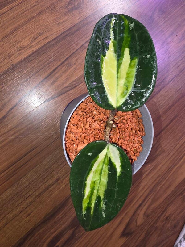 💚 Sehr selten 💚 Hoya latifolia inner variegata Round Leaf 💚