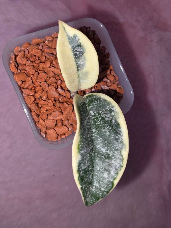 💚 Hoya carnosa " Krimson Queen " outer variegata Splash 💚