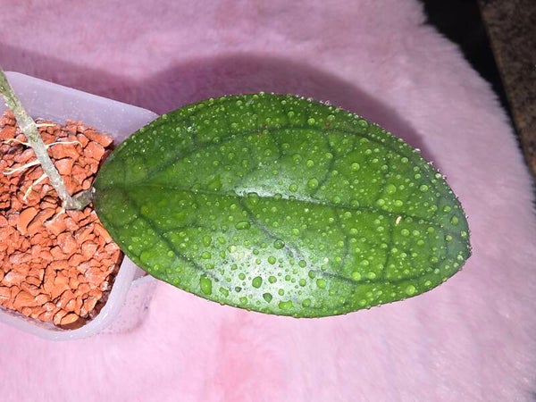 💚 Hoya Wachsblume PMP 176 " Puom Siam Ruby " (Hybride aus Joy x Jenniffer) 💚