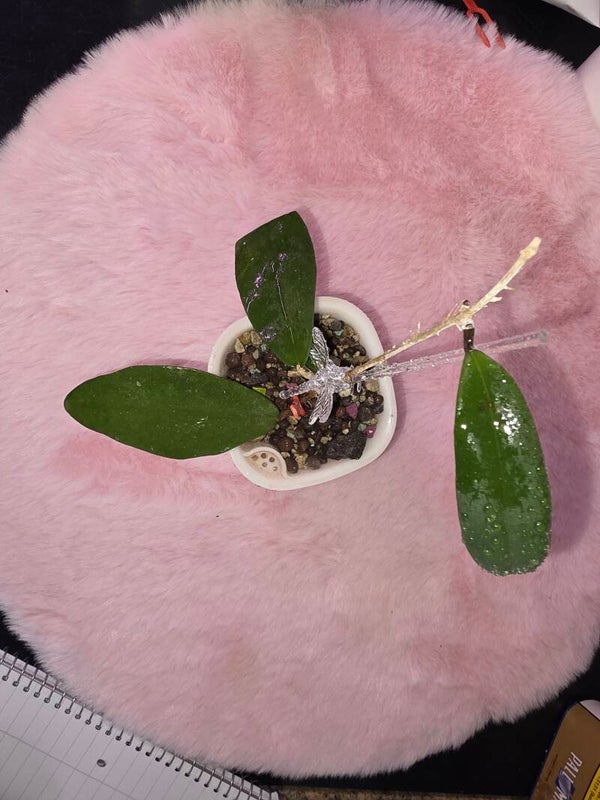 💚 Hoya vitellinoides x Sp. Ut. 001 Hybride Top aktiv wachsende Pflanze 💚