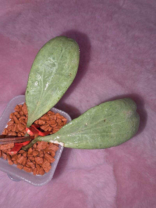 💚 Hoya Wachsblume nicholsoniae " New Guinea Ghost " unbewurzelter Ableger 💚