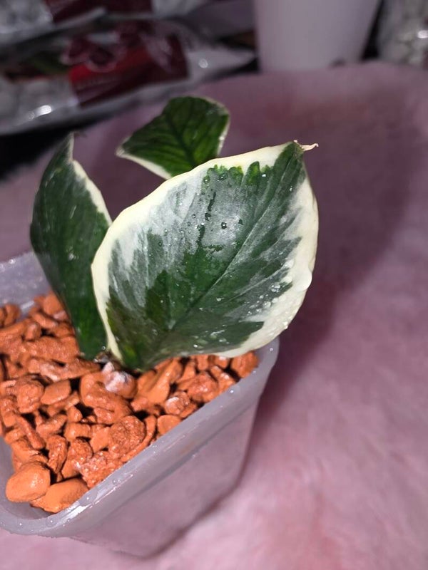 💚 Hoya polyneura outer variegata Top Cutting bewurzelt 💚