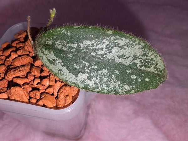 💚 RARITÄT sehr selten Hoya thomsonii Silver Splash bewurzelt 💚