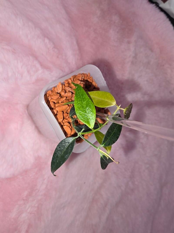 💚 Hoya Wachsblume leucantha PNG Bewurzelt und aktiv wachsend 💚