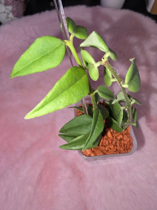 💚 Hoya Wachsblume bella große unbewurzelte Stecklinge 💚