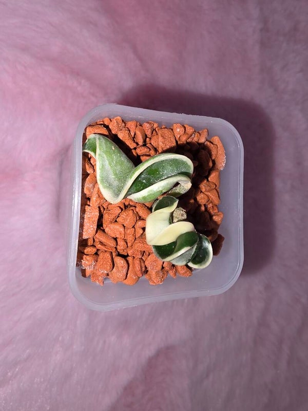 💚 Babyplant Hoya Wachsblume compacta "Hindu Rope" ( " Regalis " ) outer variegata 💚