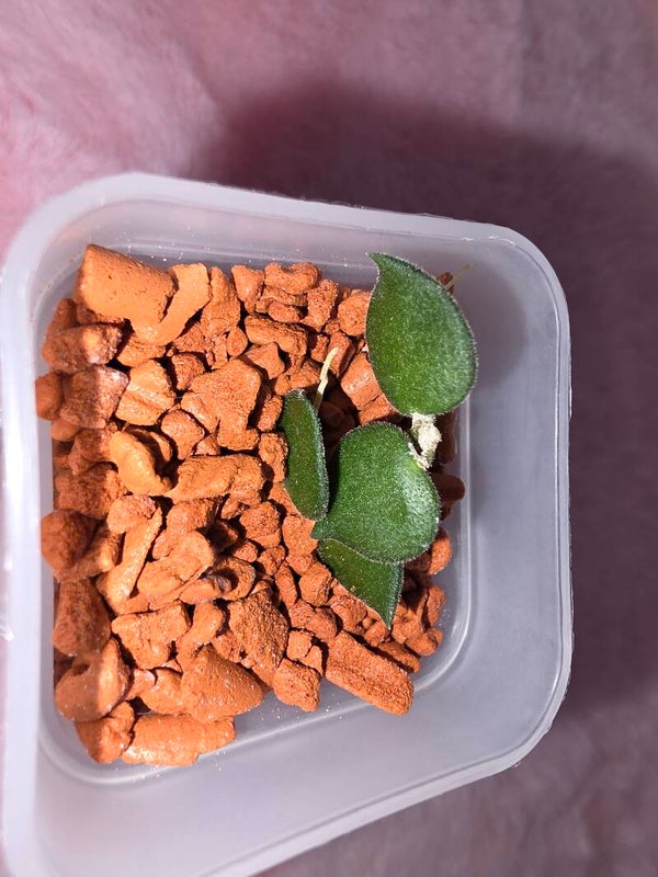 💚 Selten Hoya Wachsblume mamasa Top Cutting 💚